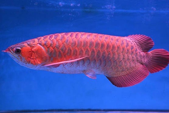 Red-golden arowana