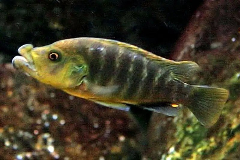Abactochromis labrosus