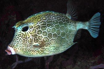 Honeycomb cowfish