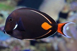 Achilles tang