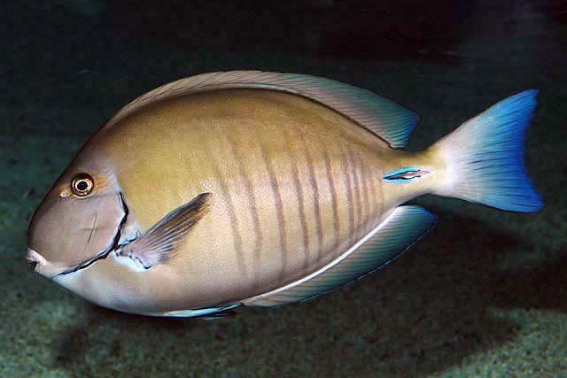 Acanthurus albimento