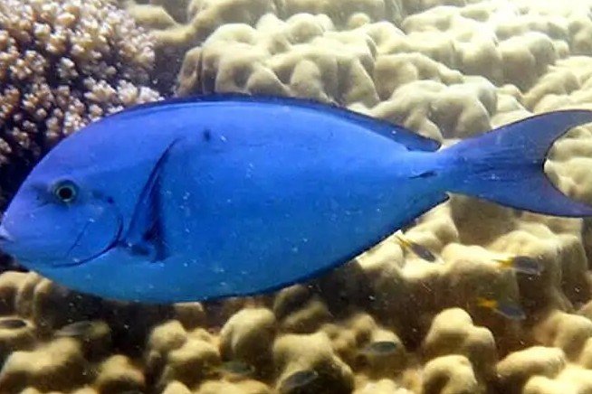 Whitefin surgeonfish