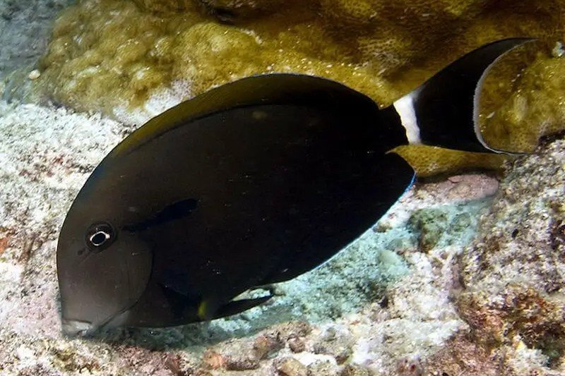 Orange-socket surgeonfish