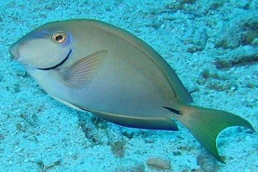 Barber Surgeonfish