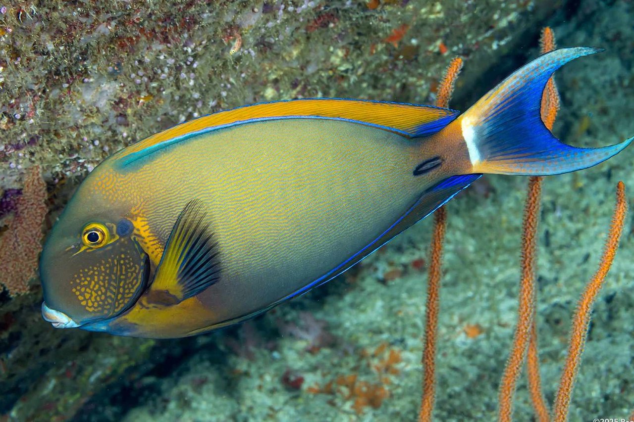 Black-spot surgeonfish