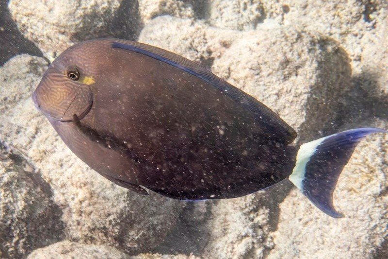 Bloch's surgeonfish