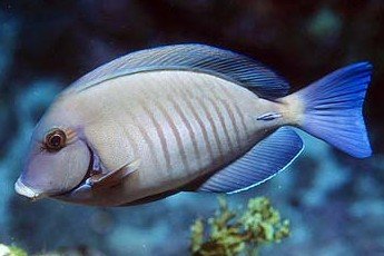 Doctorfish