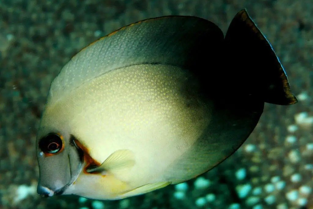 Chronixis surgeonfish