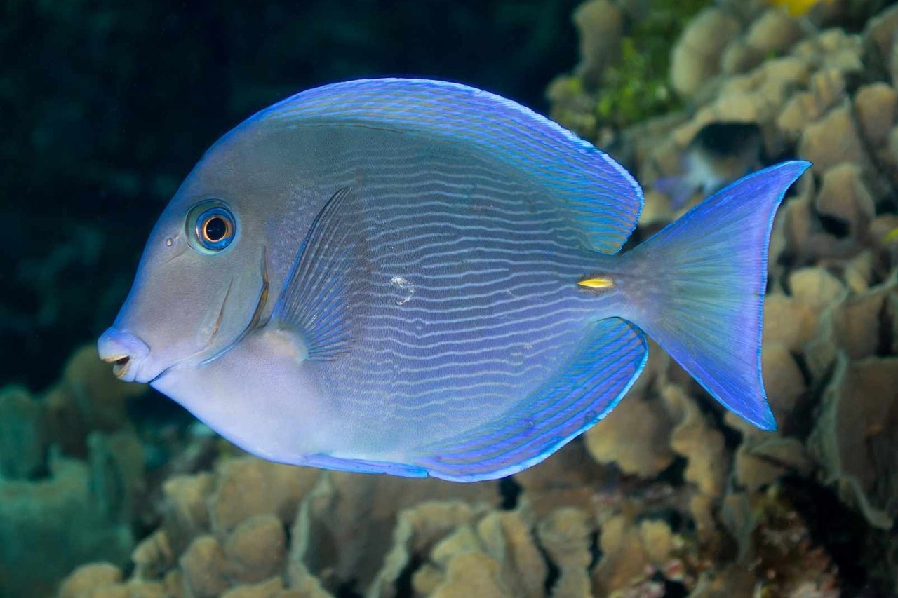 Blue tang surgeonfish