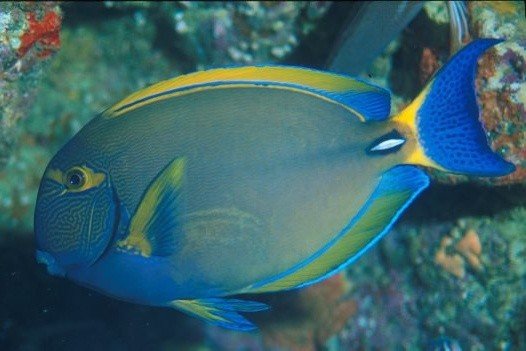Eyestripe surgeonfish