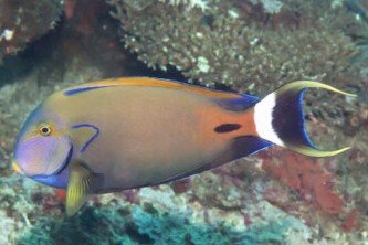 Fowler's surgeonfish