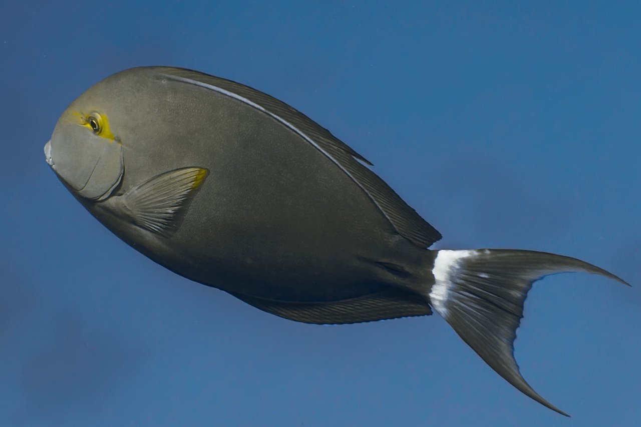 Black surgeonfish