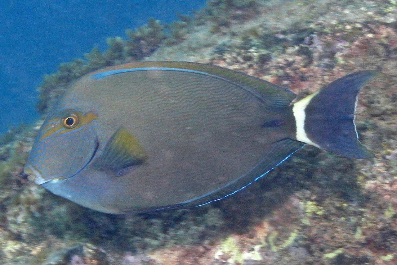 Finelined surgeonfish