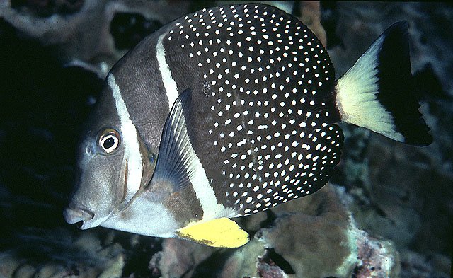 Whitespotted surgeonfish