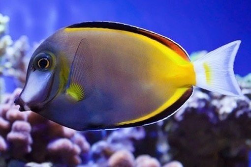 Japan surgeonfish