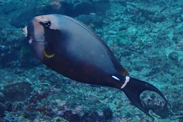 Palelipped surgeonfish