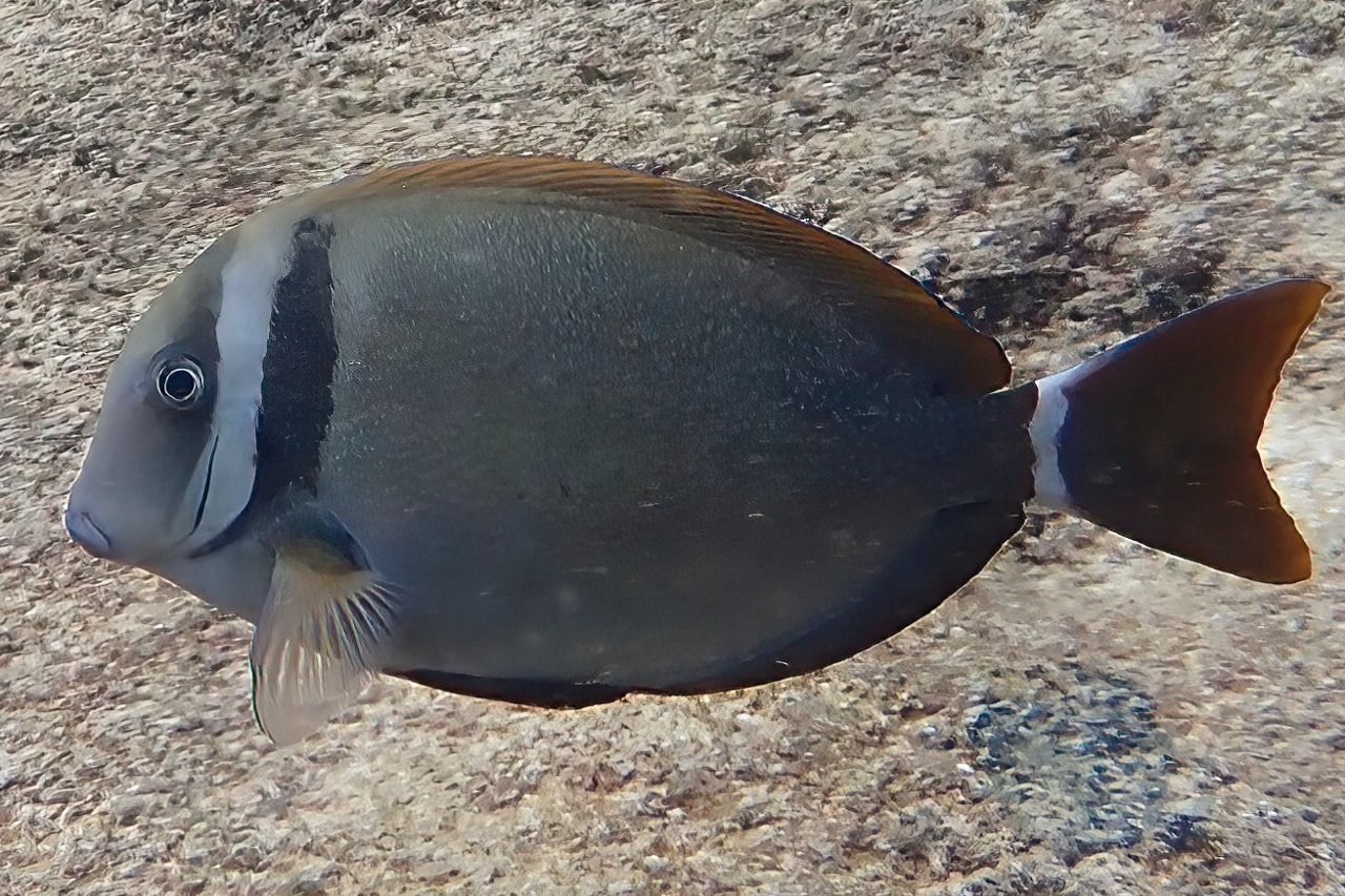 Whitebar surgeonfish
