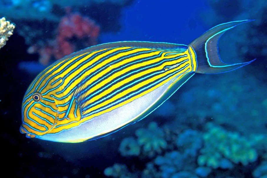 Lined surgeonfish