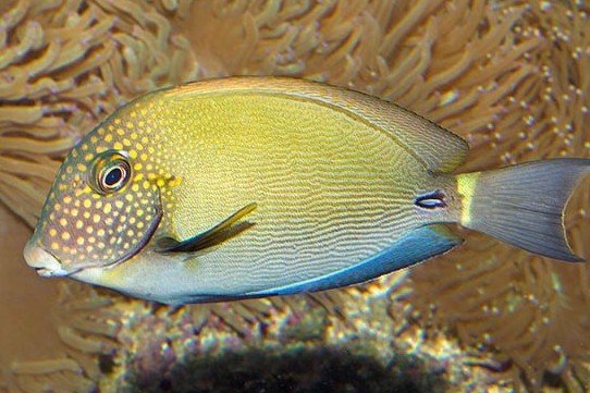 White-freckled surgeonfish