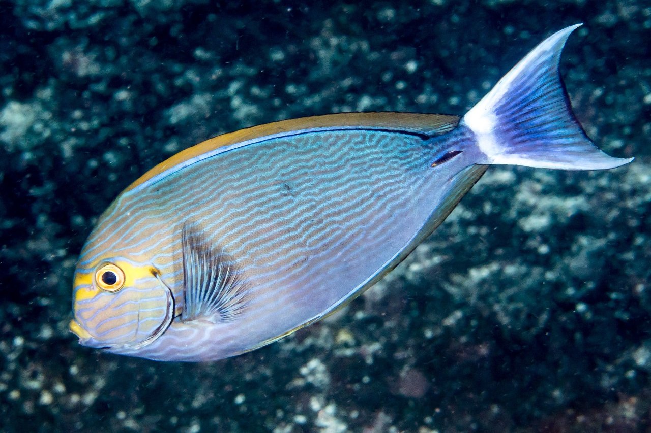 Acanthurus mata