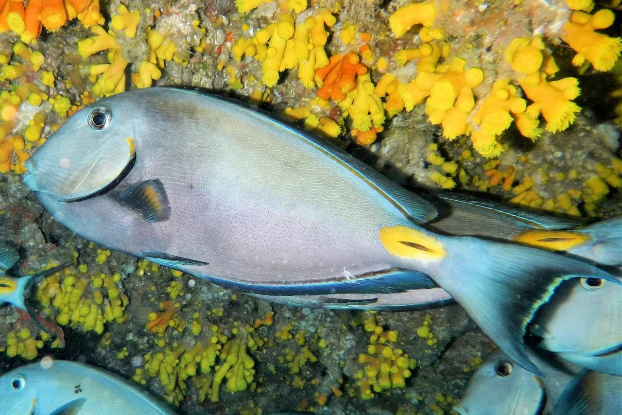 Monrovia doctorfish