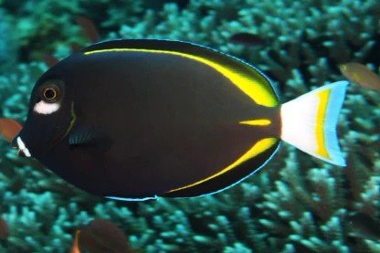 Whitecheek surgeonfish