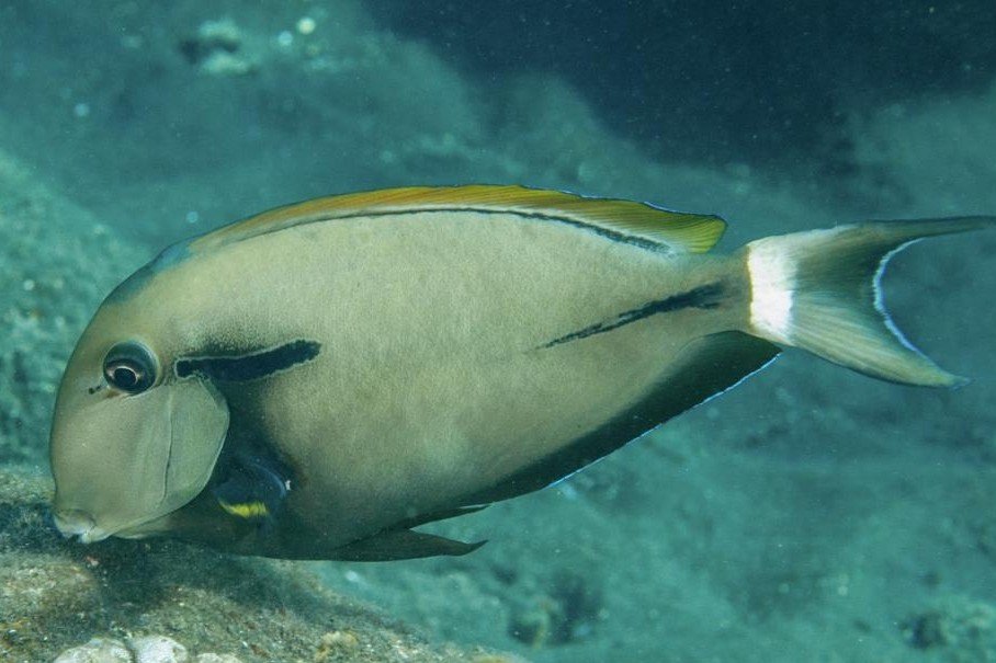 Epaulette surgeonfish