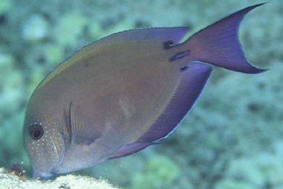 Brown surgeonfish