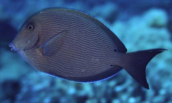 Bluelined surgeonfish