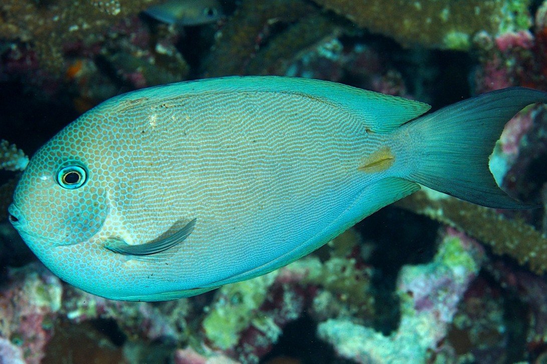Bluelined surgeonfish