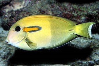 Orangespot surgeonfish