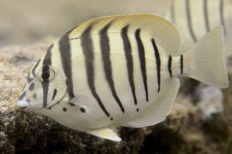 Black-barred surgeonfish