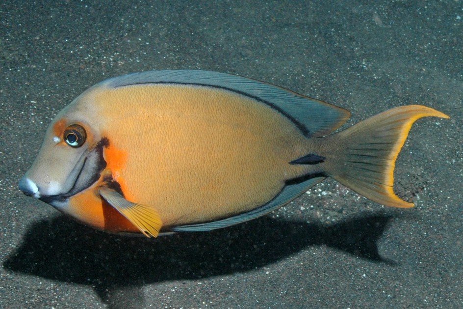 Mimic surgeonfish