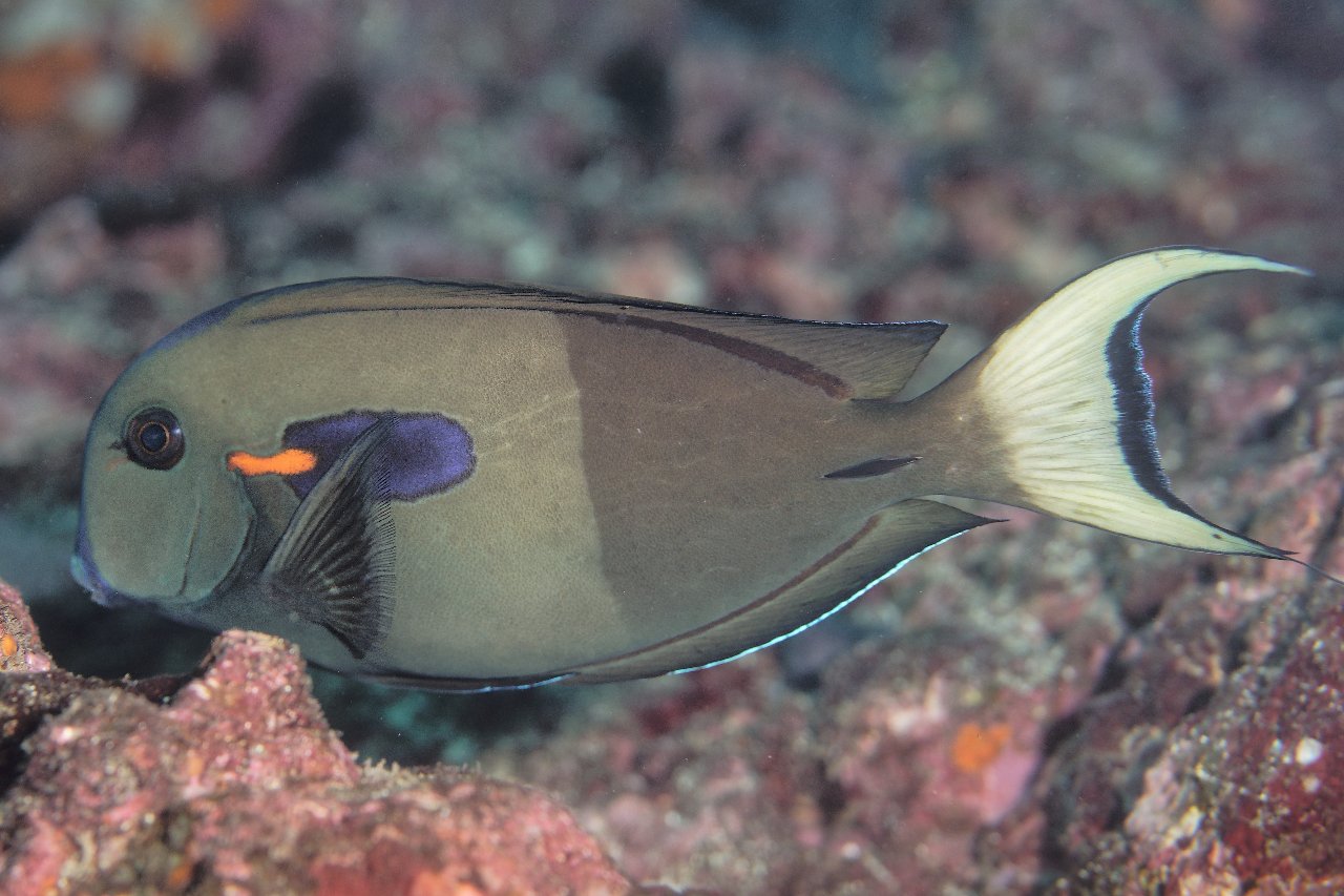 Marquesas surgeonfish