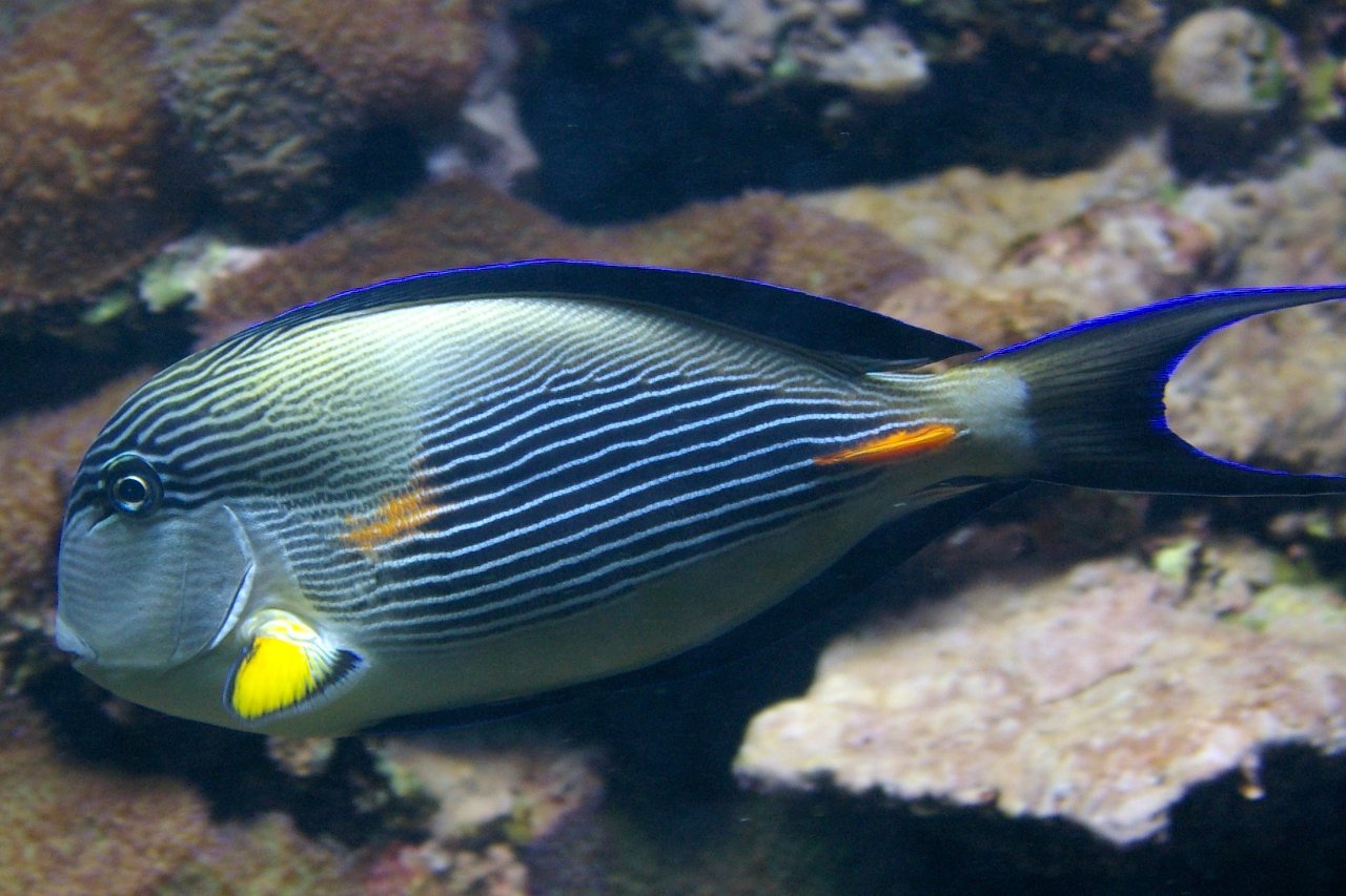 Sohal surgeonfish