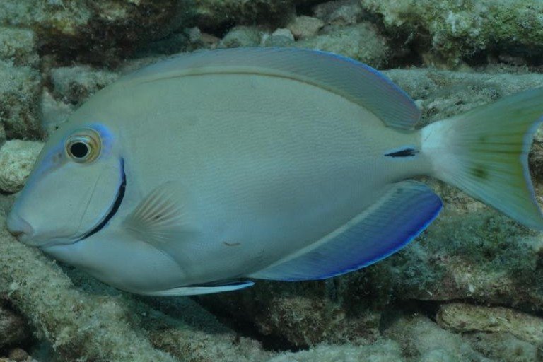Ocean Surgeonfish