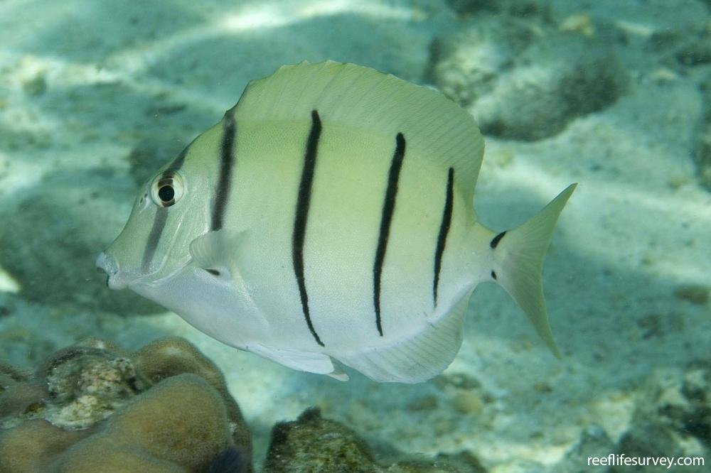 Convict tang
