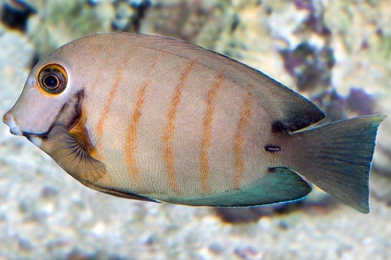 Indian Ocean mimic surgeonfish