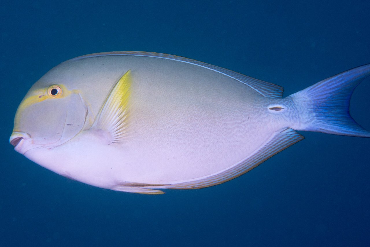 Yellowfin surgeonfish