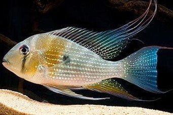 Threadfin acara