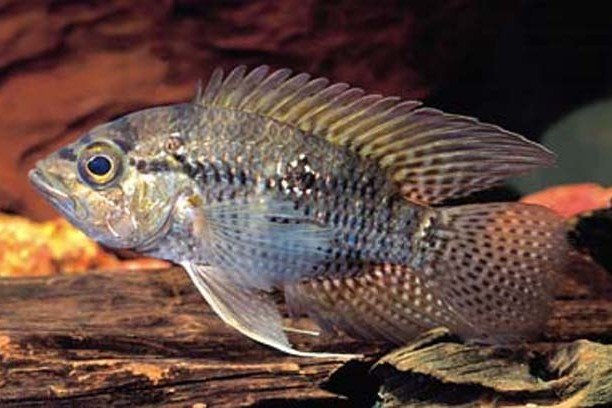 Bigeye cichlid