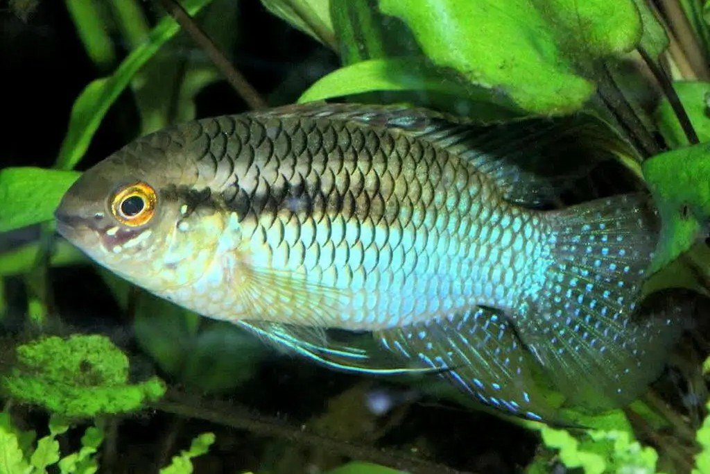 Acaronia vultuosa