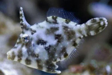 Bristle-tail filefish