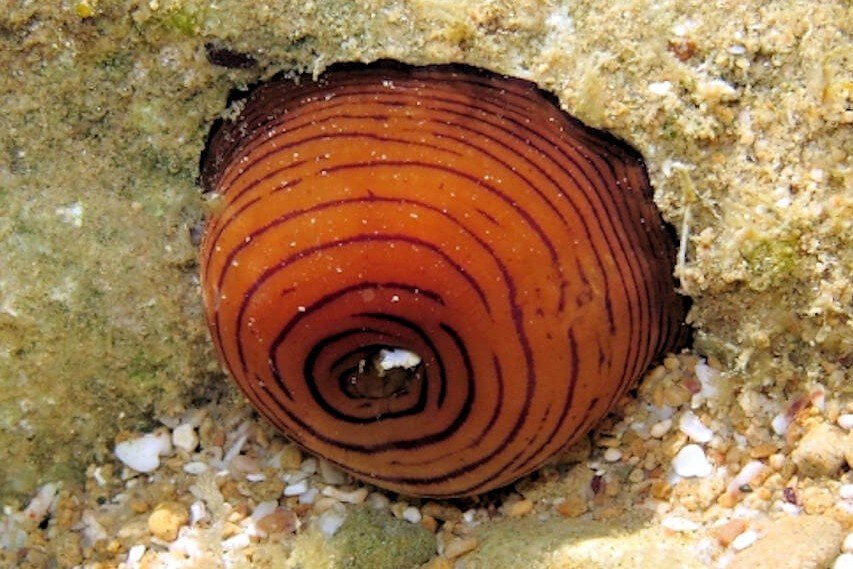 Girdle anemone