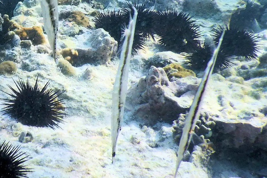Speckled shrimpfish