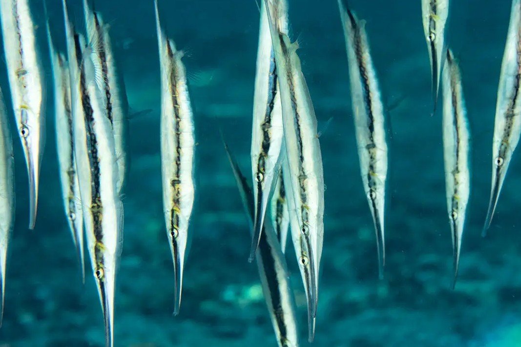 Razorfish