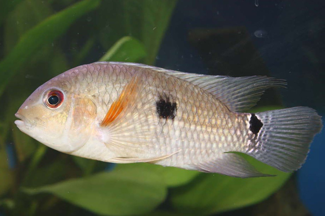 Epa's cichlide