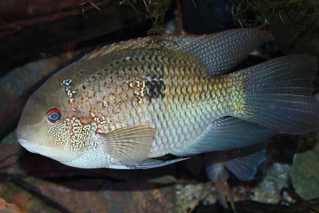 Aequidens michaeli