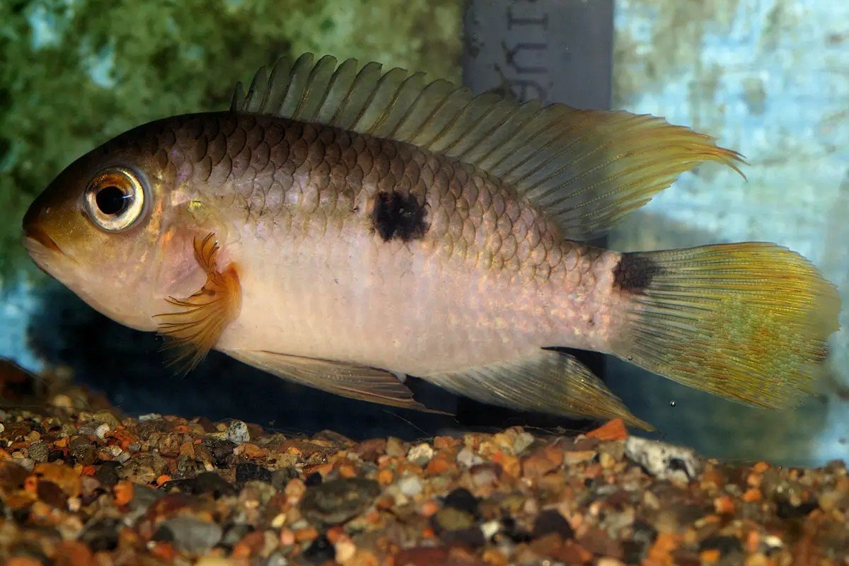 Aequidens plagiozonatus
