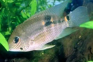 Aequidens tubicen